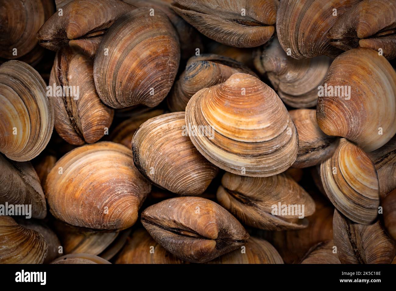 Fresh edible clams close up. Stock Photo