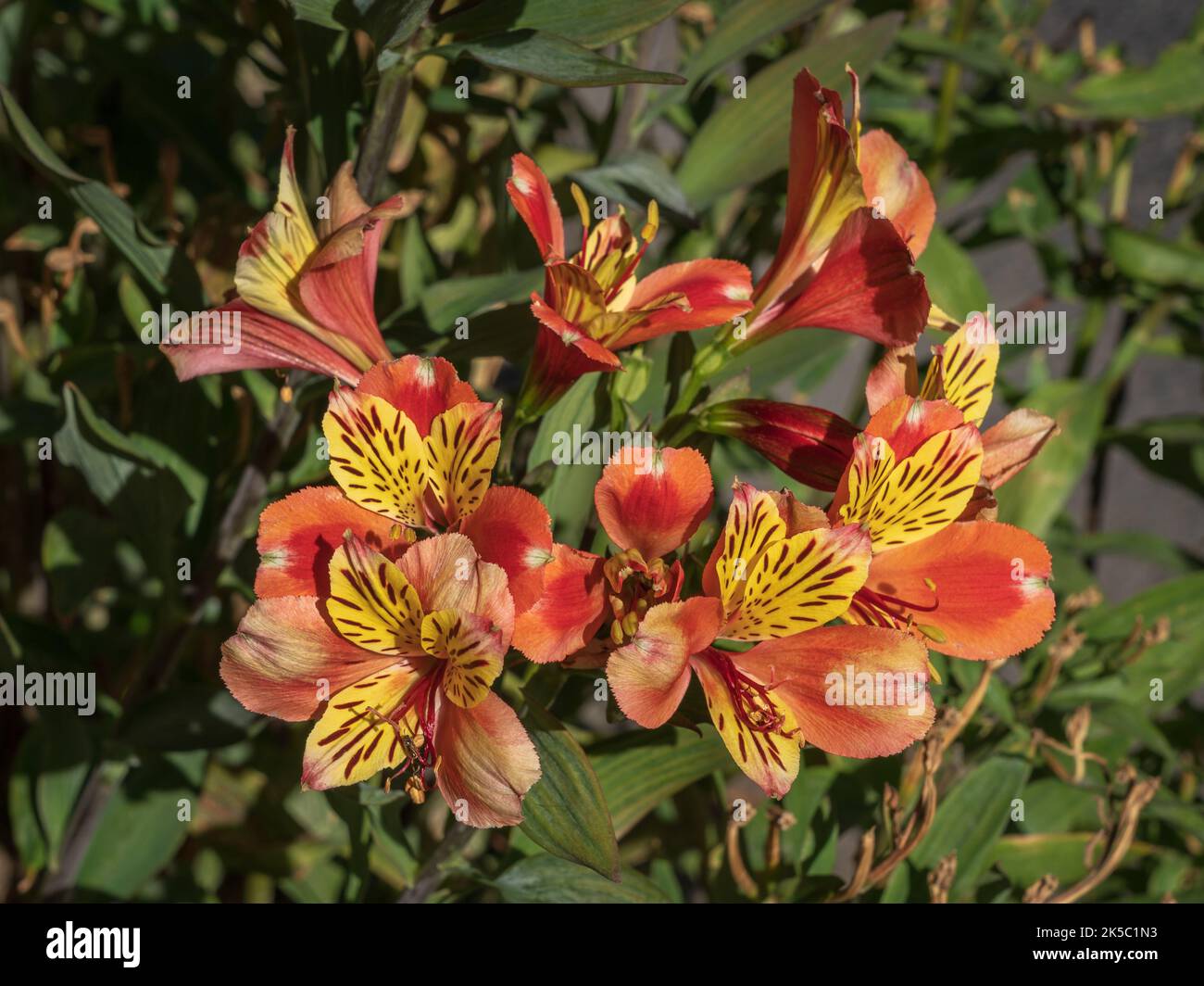 Closeup view of bright and colorful orange and yellow flowers of alstroemeria aka Peruvian lily or lily of the Incas blooming in garden outdoors Stock Photo