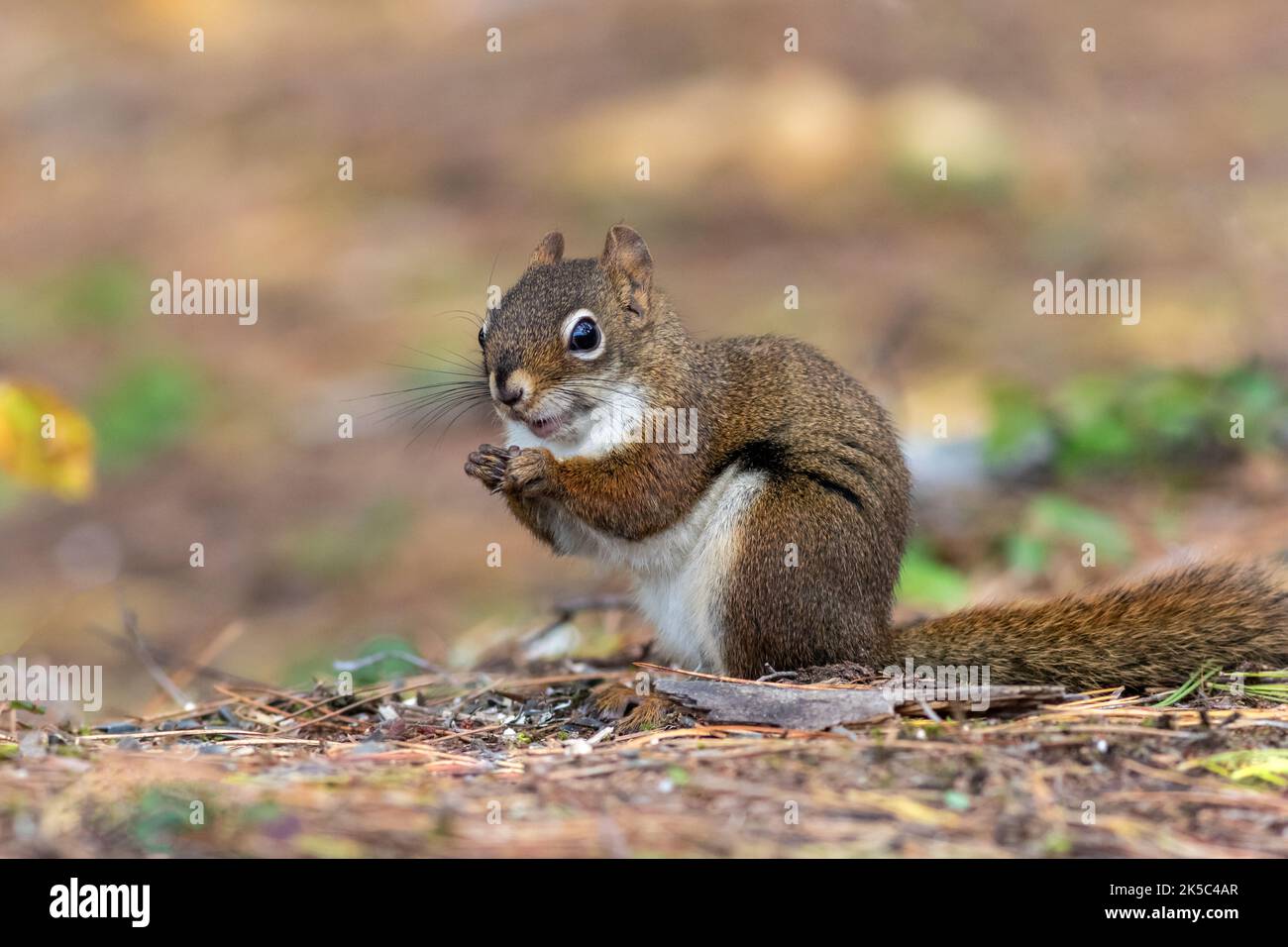 American Red Squirrel, Tamiasciurus hudsonicus, closeup in fall facing camera smiling Stock Photo