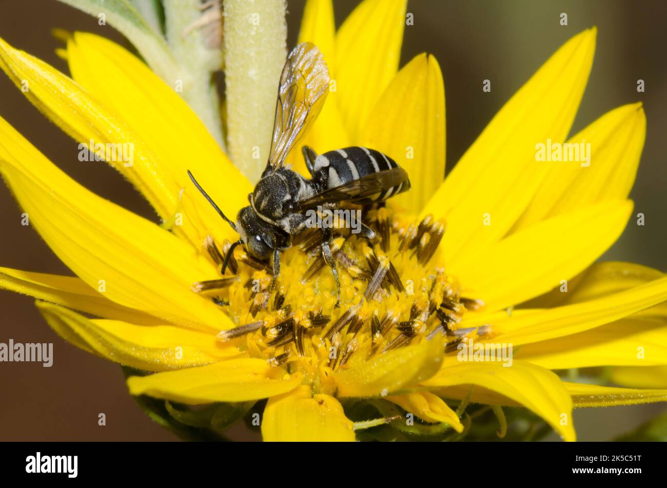 Cuckoo Bee, Tribe Epeolini, foraging on Maximilian sunflower, Helianthus maximiliani Stock Photo