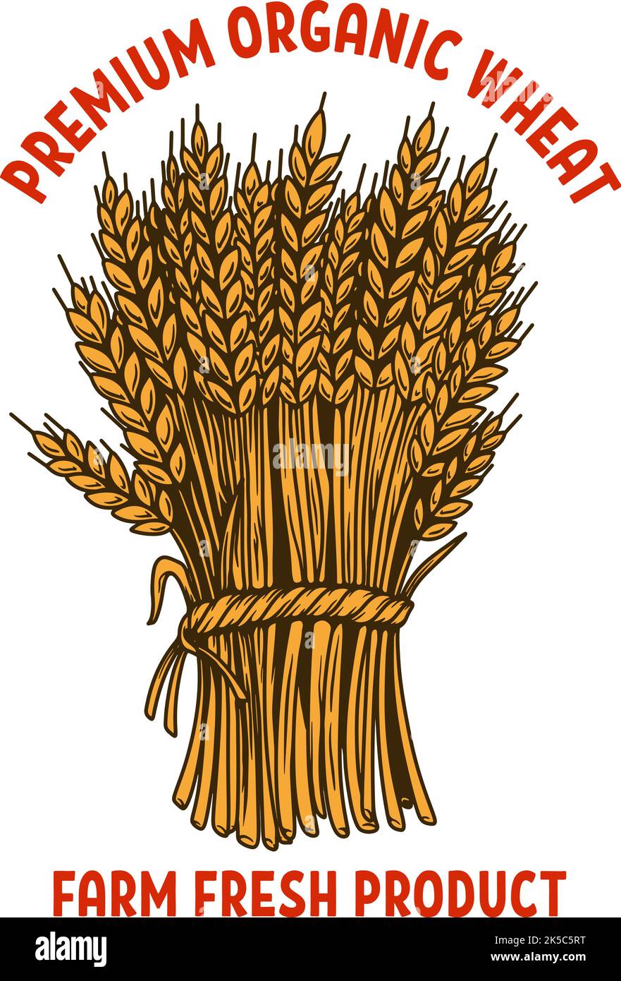 Premium organic wheat. Illustration of sheaf of wheat in engraving