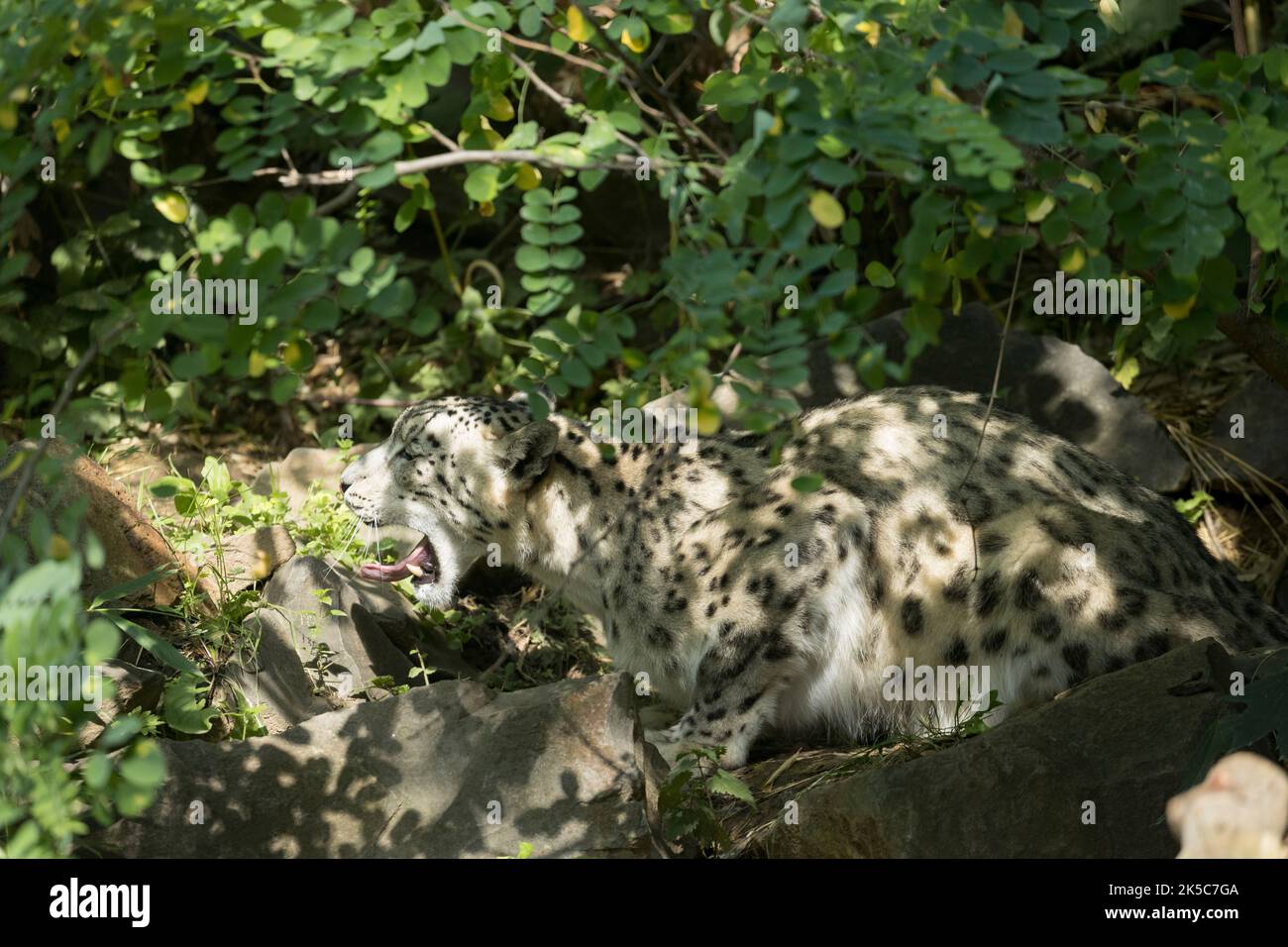 Snow Leopard Big cat Nyiregyhaza Sosto zoo Hungary Stock Photo