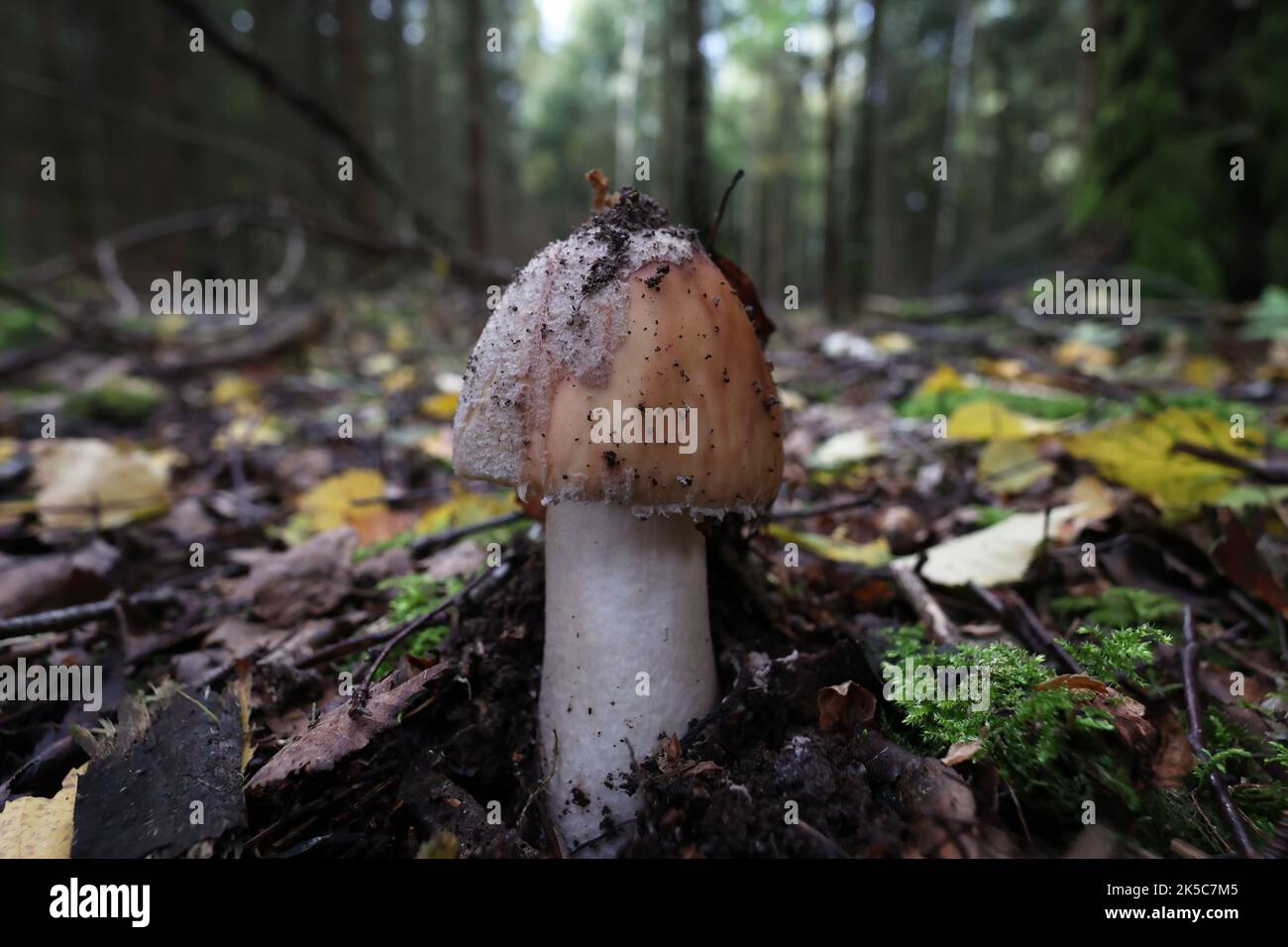 Young pearl mushroom grows in the forest Stock Photo