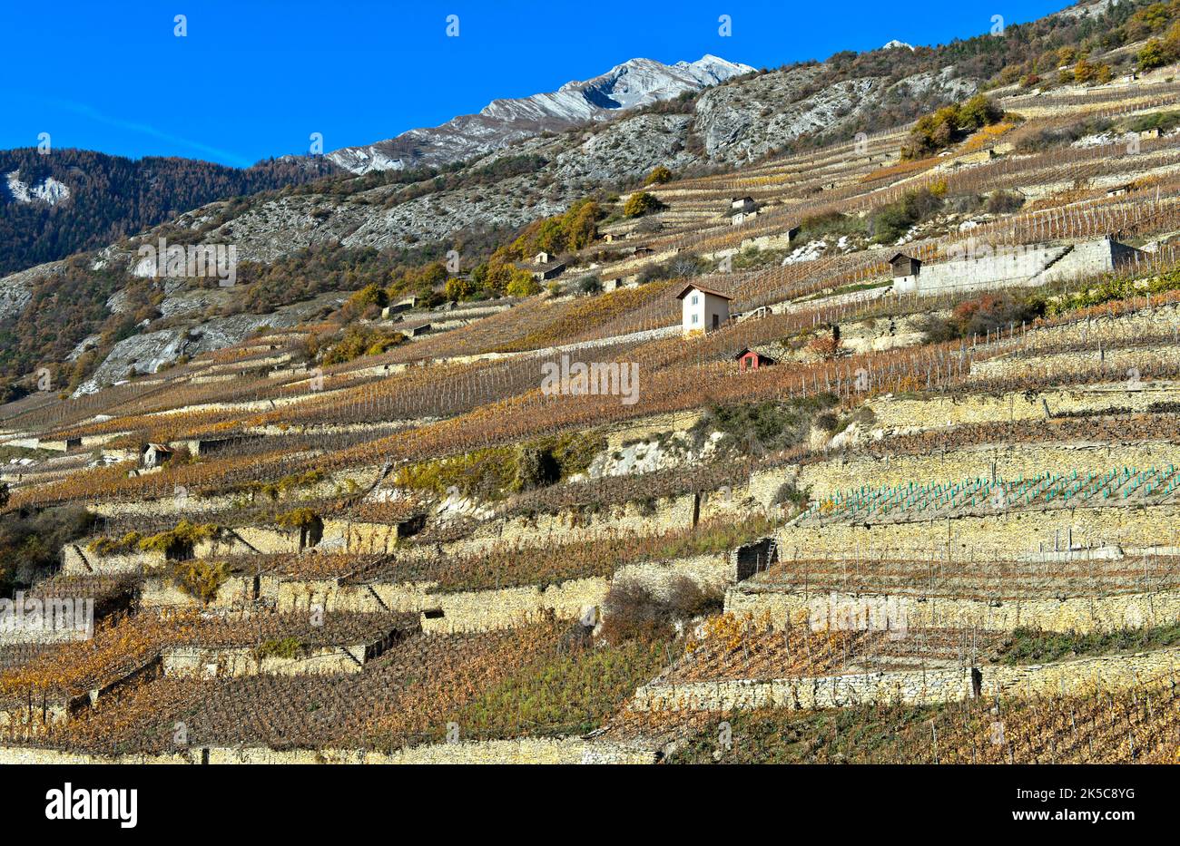 Vineyard terraces in sunny hillside above the Rhone valley, Vetroz, Valais, Switzerland Stock Photo