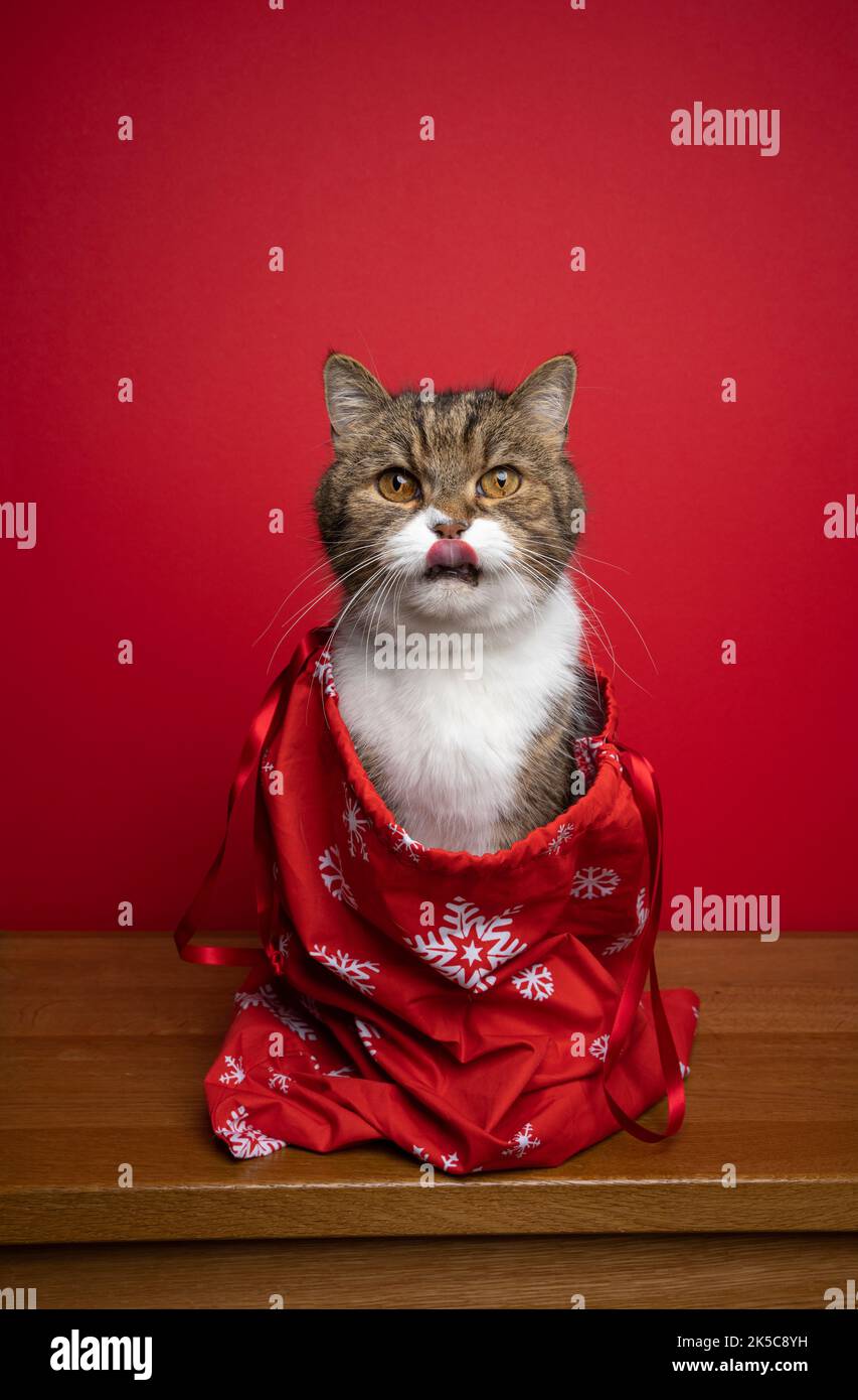 hungry cat sitting inside of red santa bag licking lips. christams portrait on red background Stock Photo