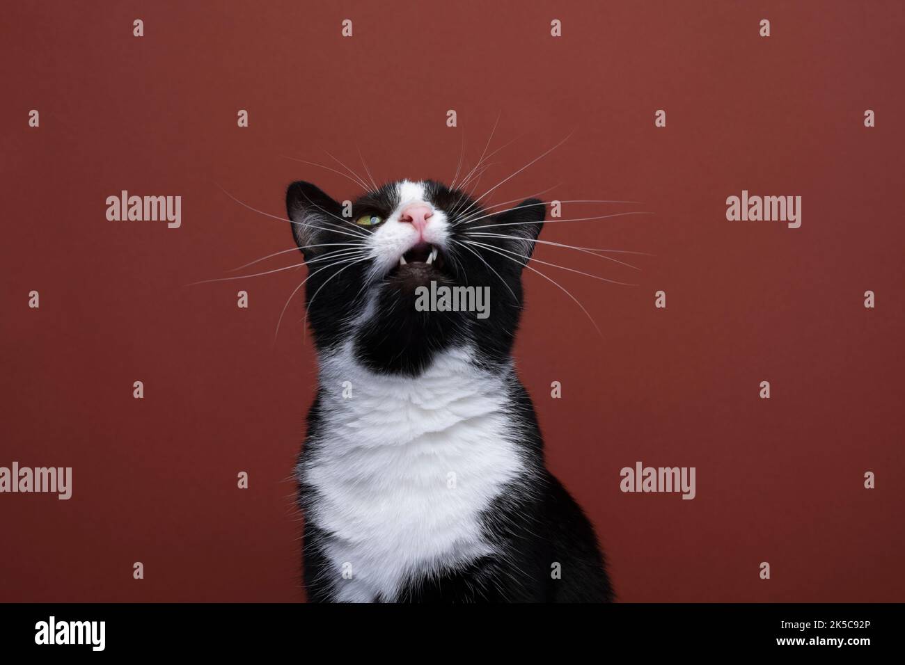 Angry cat face opens its mouth, Stock Video