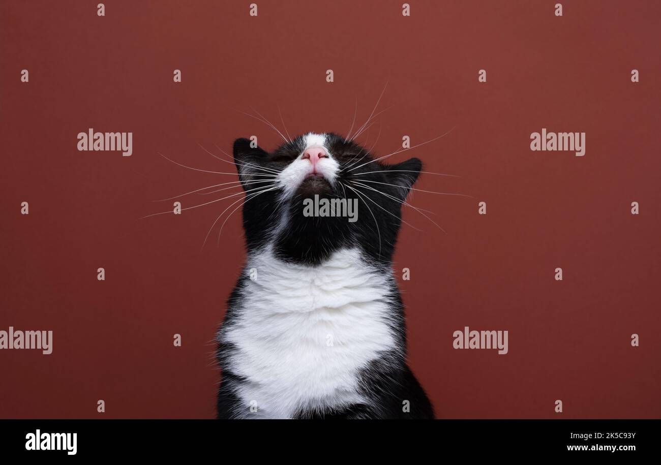 black and white cat looking up at copyspace on red background Stock ...