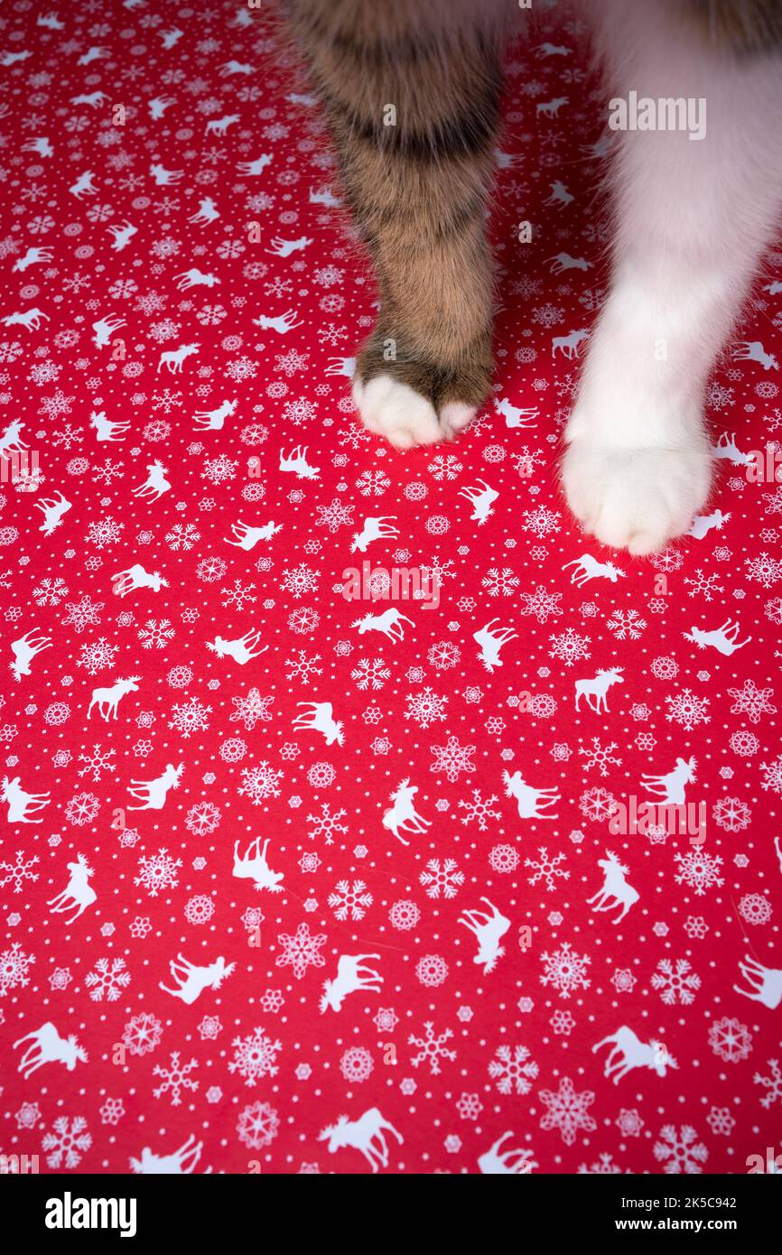 fluffy tabby white cat paws standing on red christmas wrapping paper ...