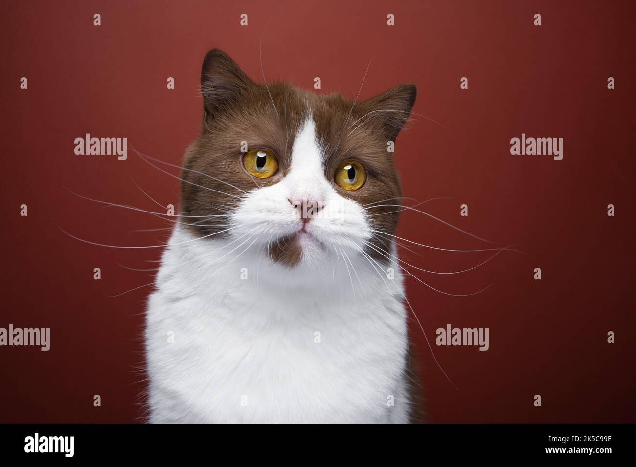 brown white british shorthair cat with yellow eyes portrait on red background Stock Photo