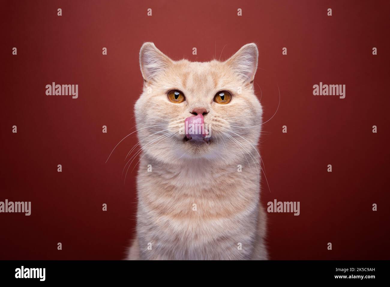 Hungry ginger cat hi-res stock photography and images - Alamy
