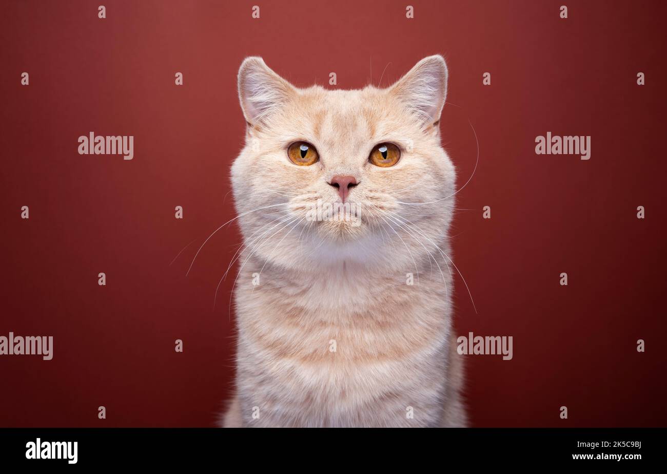 ginger british shorthair cat looking at camera portrait on red background Stock Photo