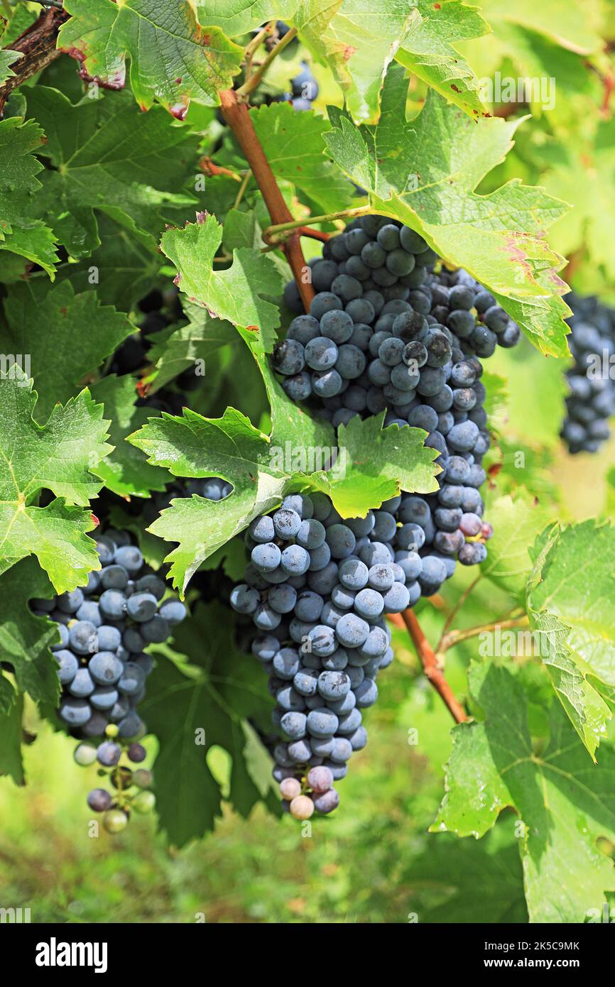 Vineyard Grapes Stock Photo