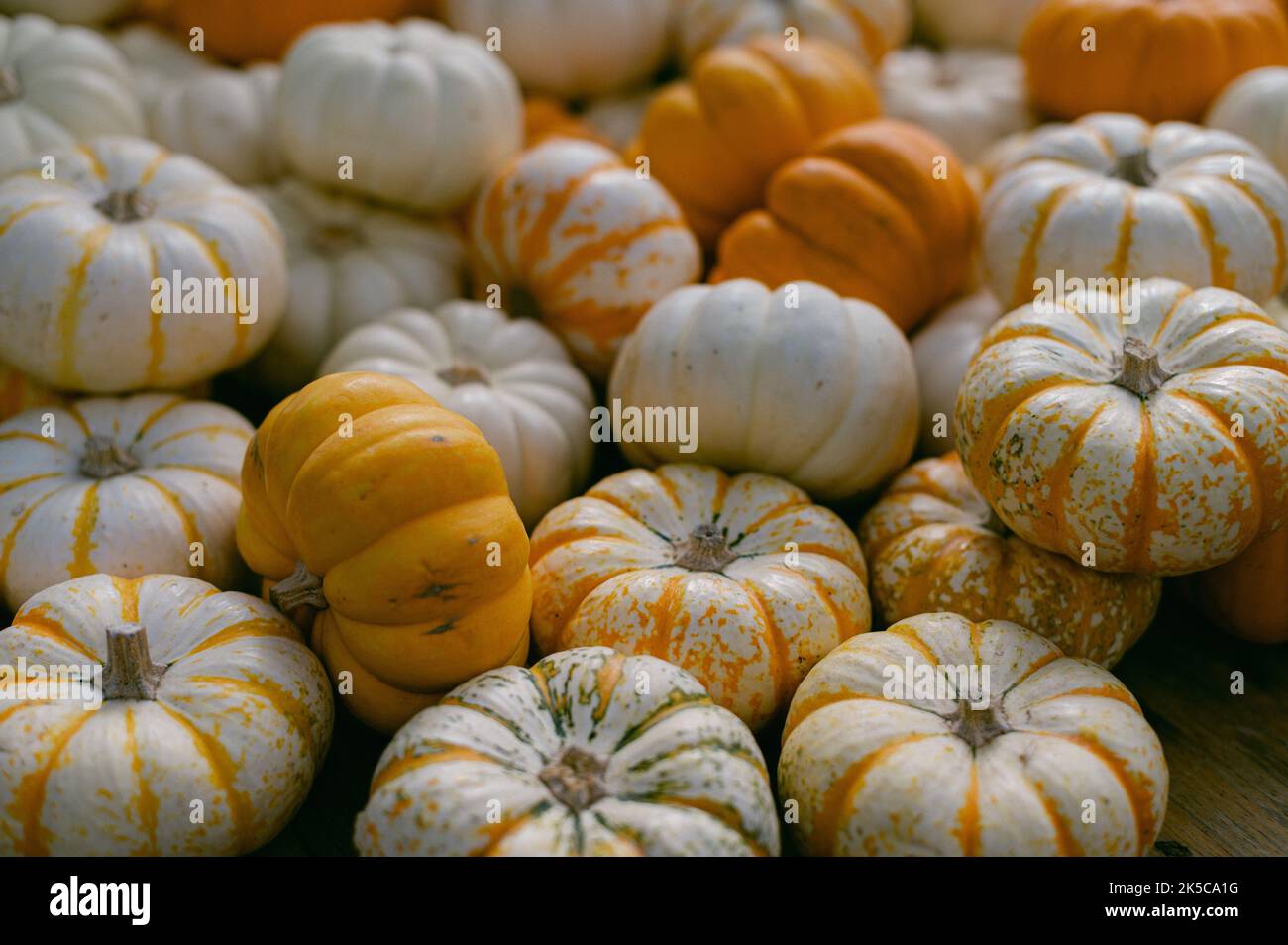 Orange and white mini pumpkins Stock Photo