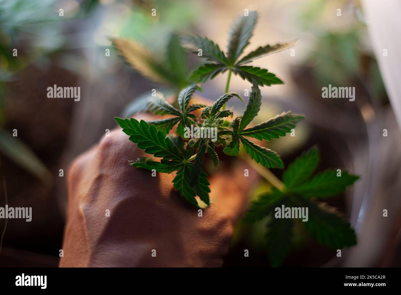 Marijuana grows in pot. Hemp plant is green Stock Photo Alamy