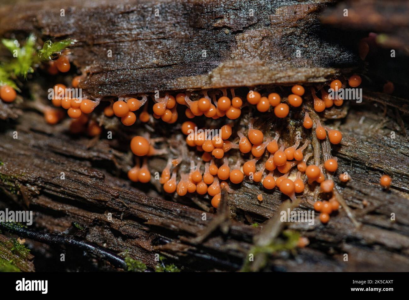 Plasmodium and sporangia of the slime mold Trichia sp. (probably T. decipiens) from Sande, Vestfold & Telemark, southern Norway in September. Stock Photo