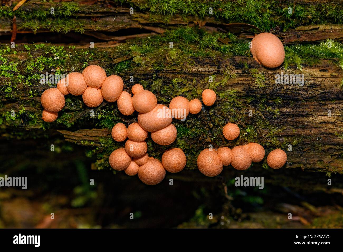 Wolf's milk (Lycogala epidendrum) a cosmopolitan species of slime mold (myxogastrid amobea). Her showing fruiting bodies (aethalia). Stock Photo