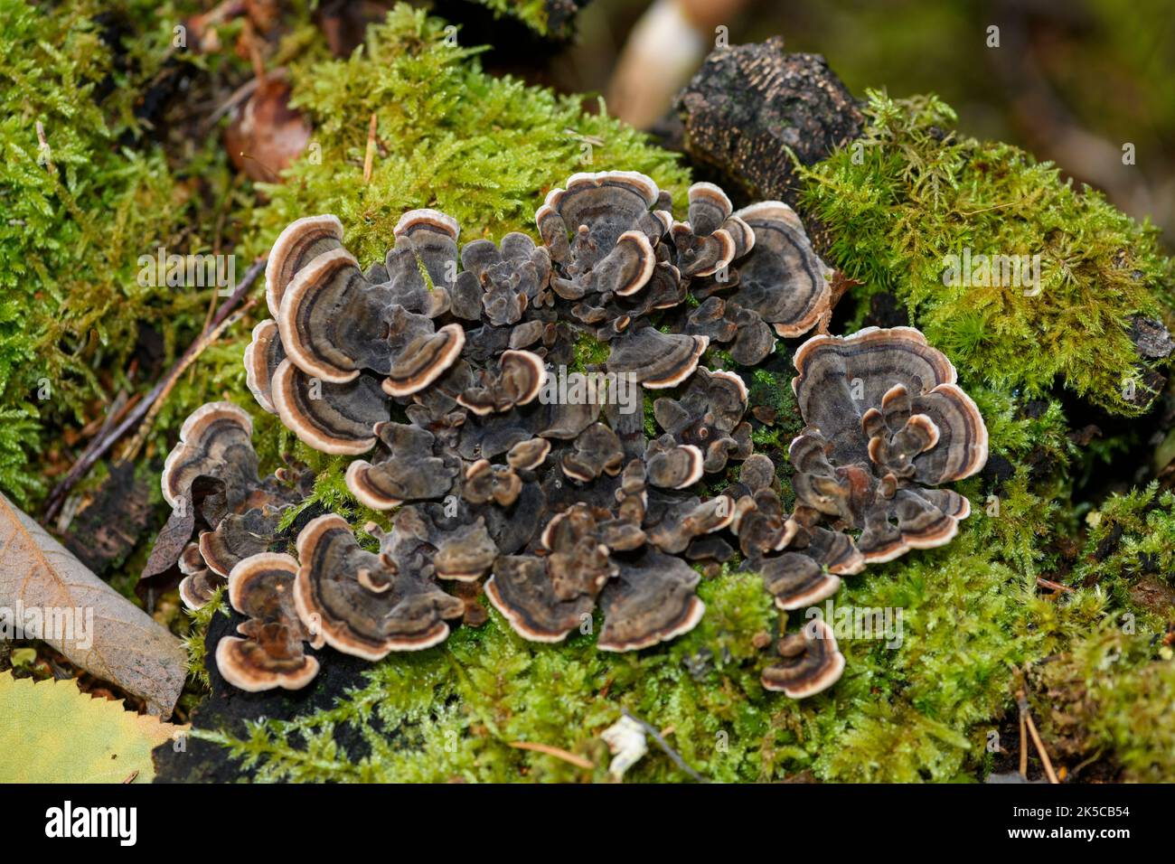 Polypore mushroom (Trametes versicolor) from Sande, Vestfold & Telemark, sourthern Norway in September. Stock Photo
