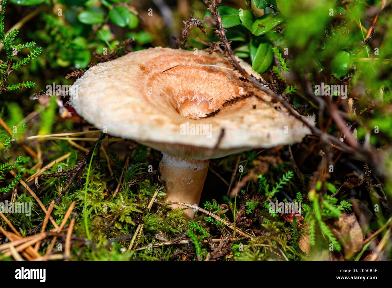 Milk.cap (Lactarius sp.).  Sande, Vestfold & Telemark, southern Norway in September. Stock Photo