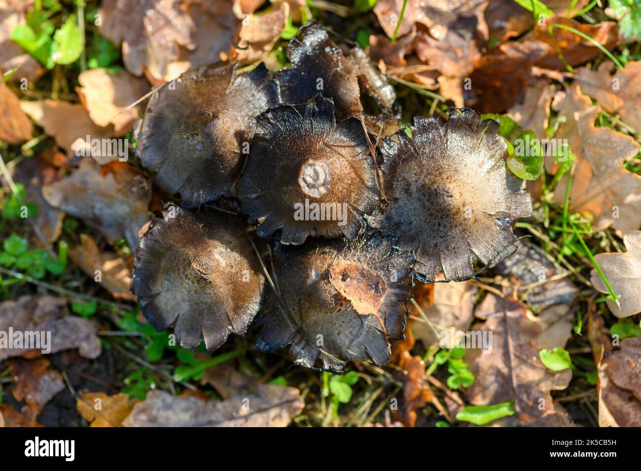 Common Inkcap, (Coprinopsis atramentaria). Sande, Vestfold & Telemark ...