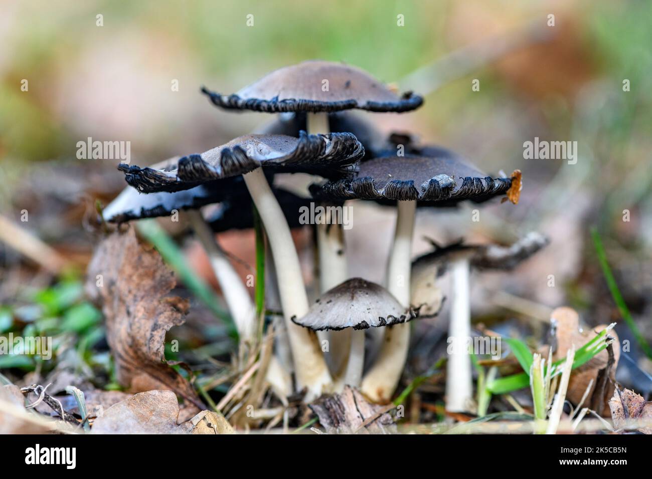 Common Inkcap, (Coprinopsis atramentaria). Sande, Vestfold & Telemark ...