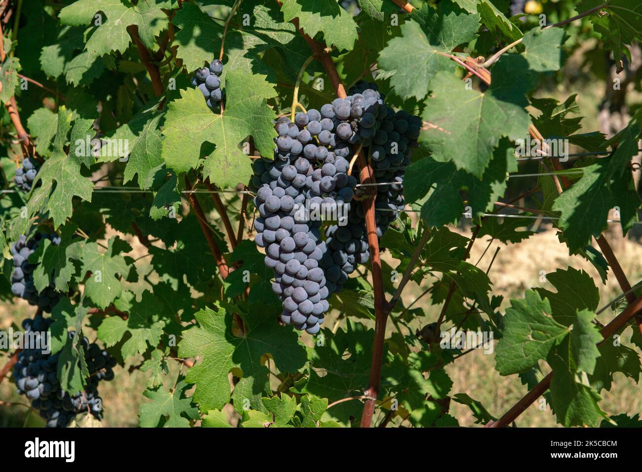 Grapes bunch of red grapes for red wines, in the rows the vines at the