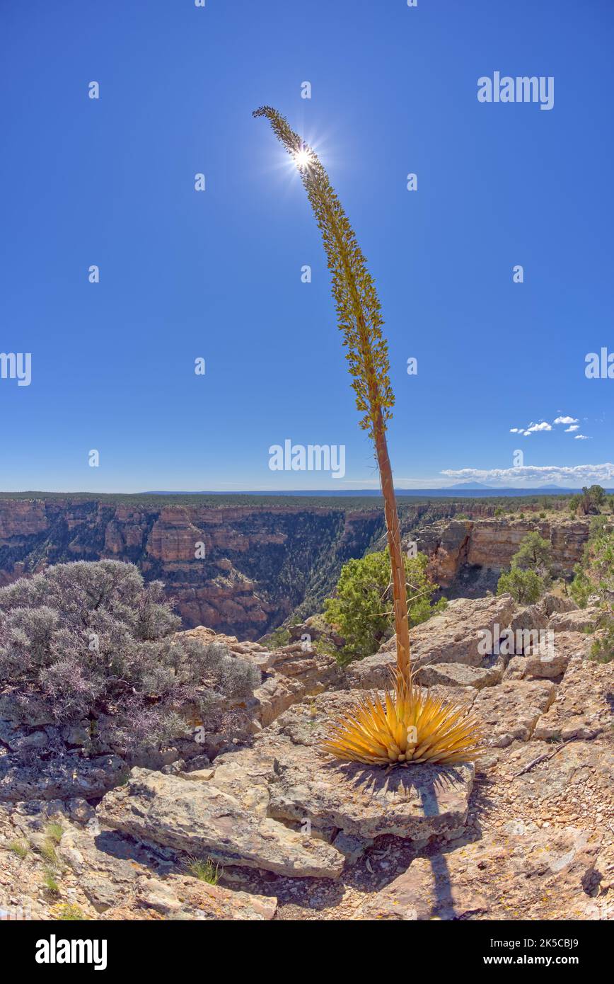 Agave Death Bloom at Grand Canyon AZ Stock Photo Alamy