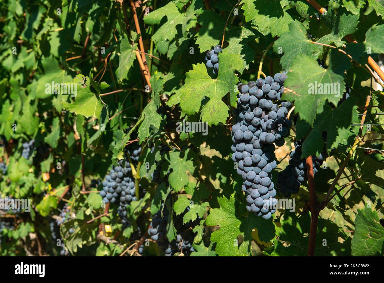 Grapes bunch of red grapes for red wines, in the rows the vines at the
