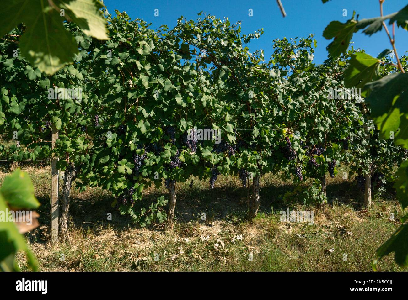 Grapes bunch of red grapes for red wines, in the rows the vines at the
