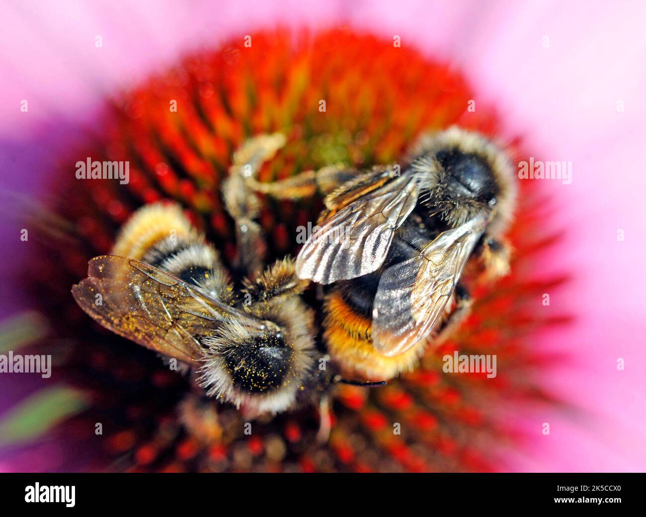 Colorful bumblebees, shrill carder be, Bombus sylvarum collect nectar on the blossom of a purple coneflower perennial in the garden Stock Photo
