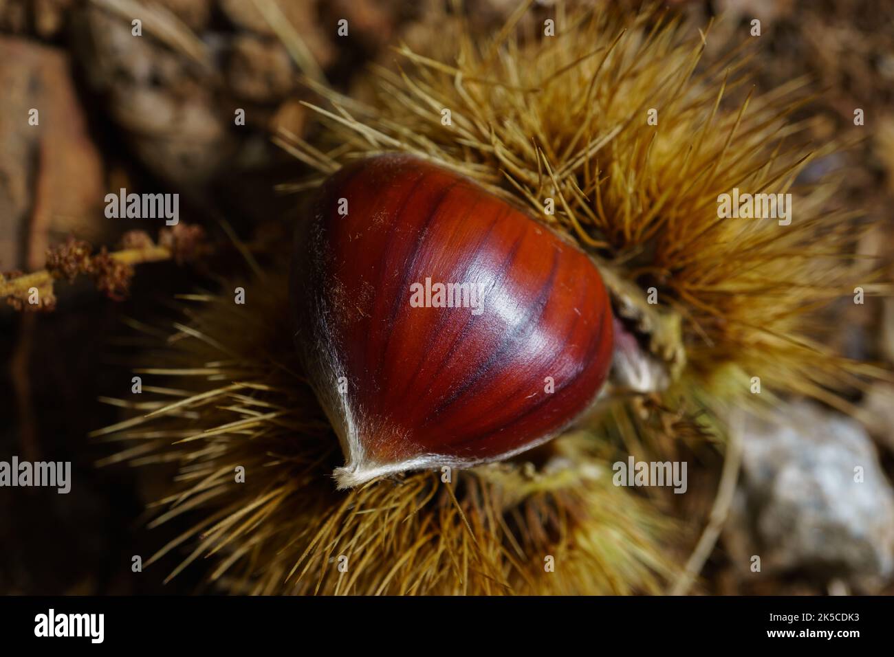 close-up of ripe chestnuts coming out of their shells Stock Photo