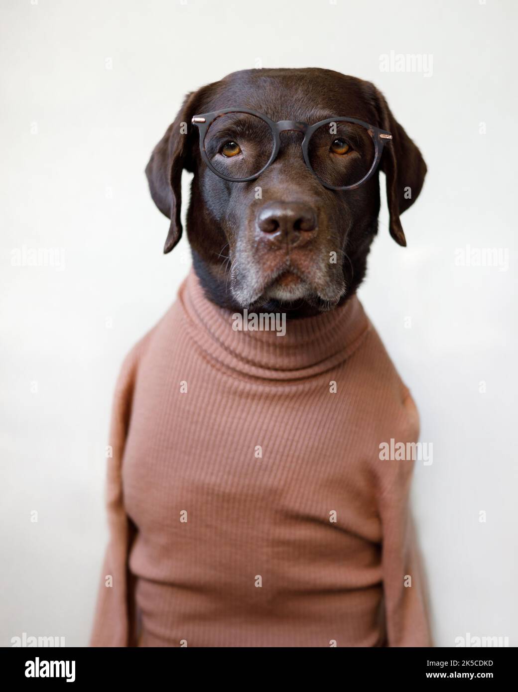 Dogs wearing cheap human clothes