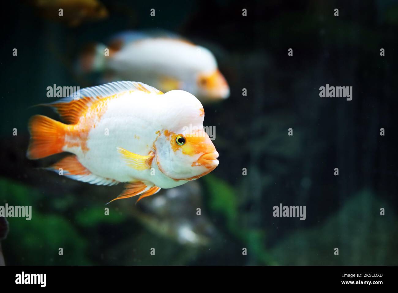 Colorful fish swim in the aquarium Stock Photo Alamy