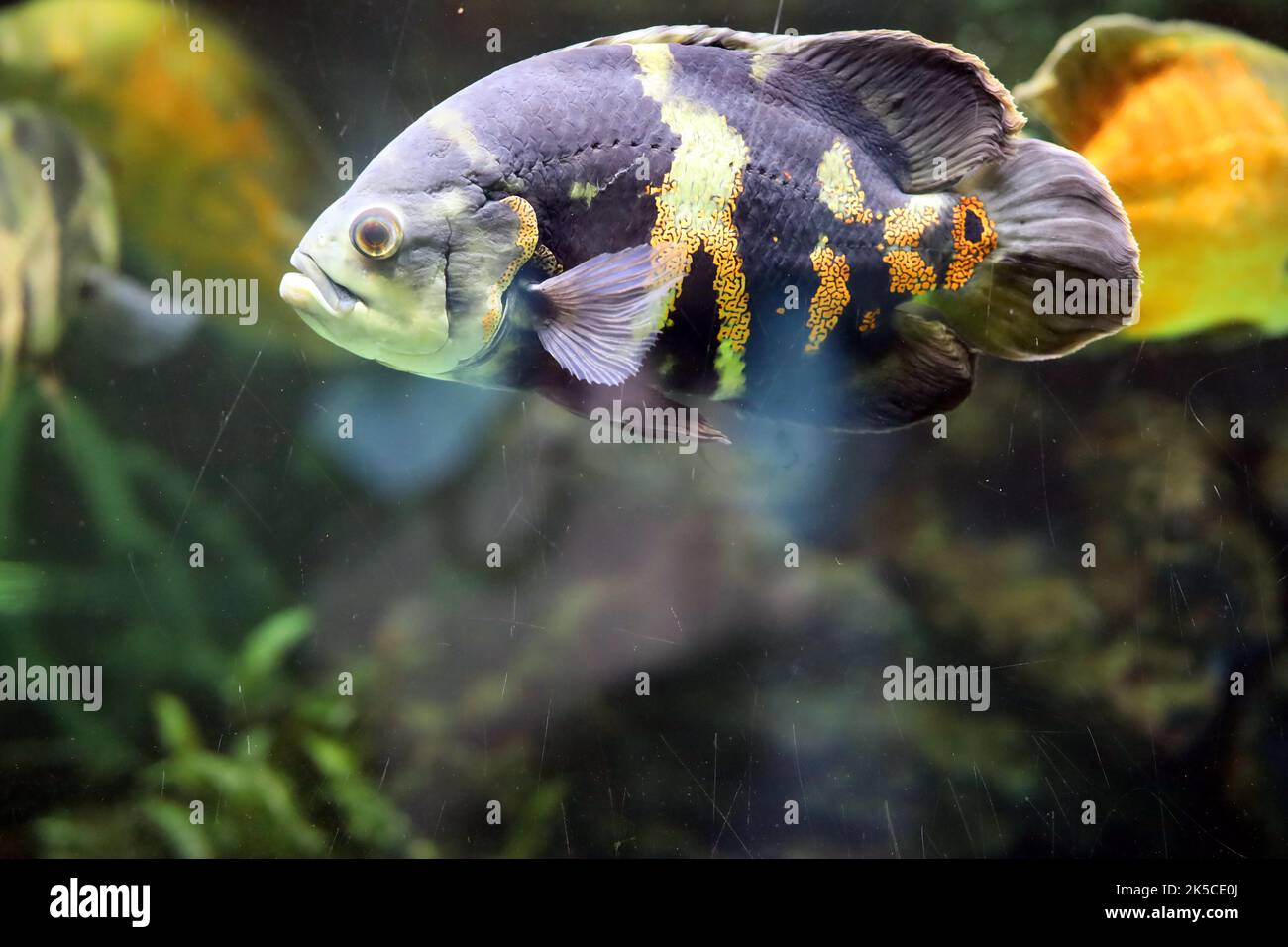Colorful fish swim in the aquarium Stock Photo