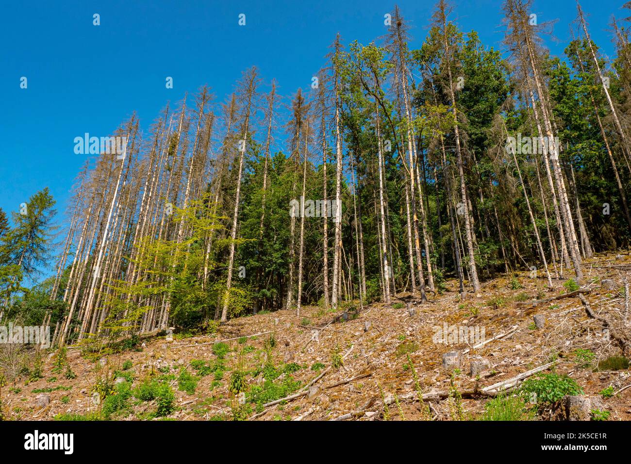 Dead conifers near Mettlach-Orscholz, Saarland, Germany Stock Photo