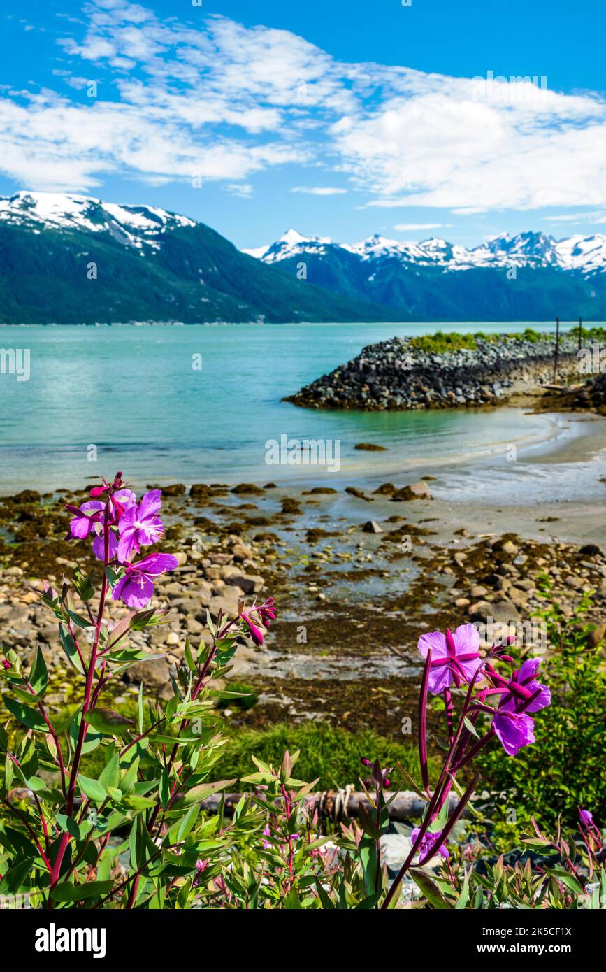 Dwarf Fireweed; Common Fireweed; E. angustifolium; Chilkoot Inlet; Upper Lynn Canal; Coast Mountains beyond; Oceanside RV Park; Haines; Alaska; USA Stock Photo
