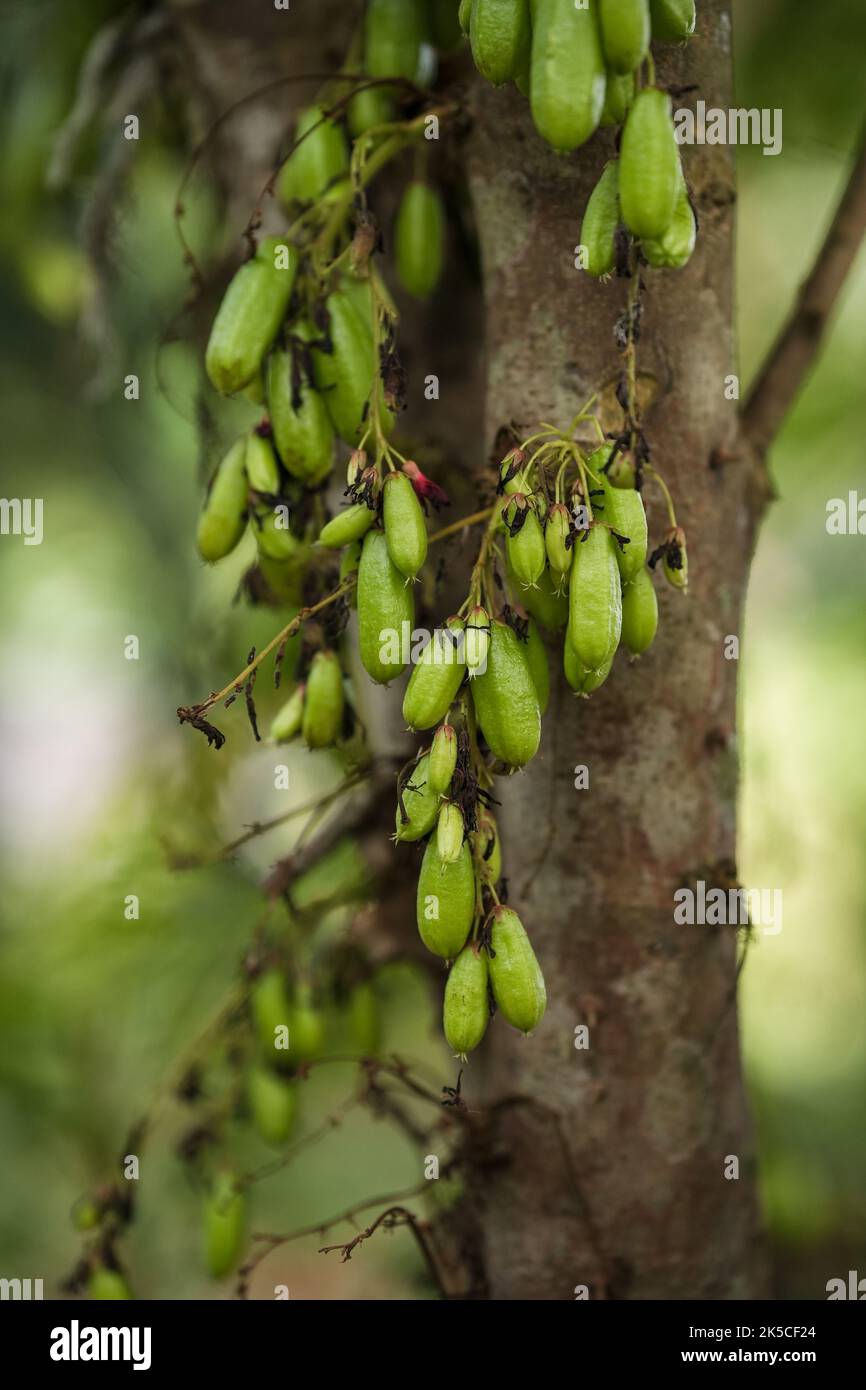 Young fruits of Averrhoa bilimbi commonly known as bilimbi cucumber