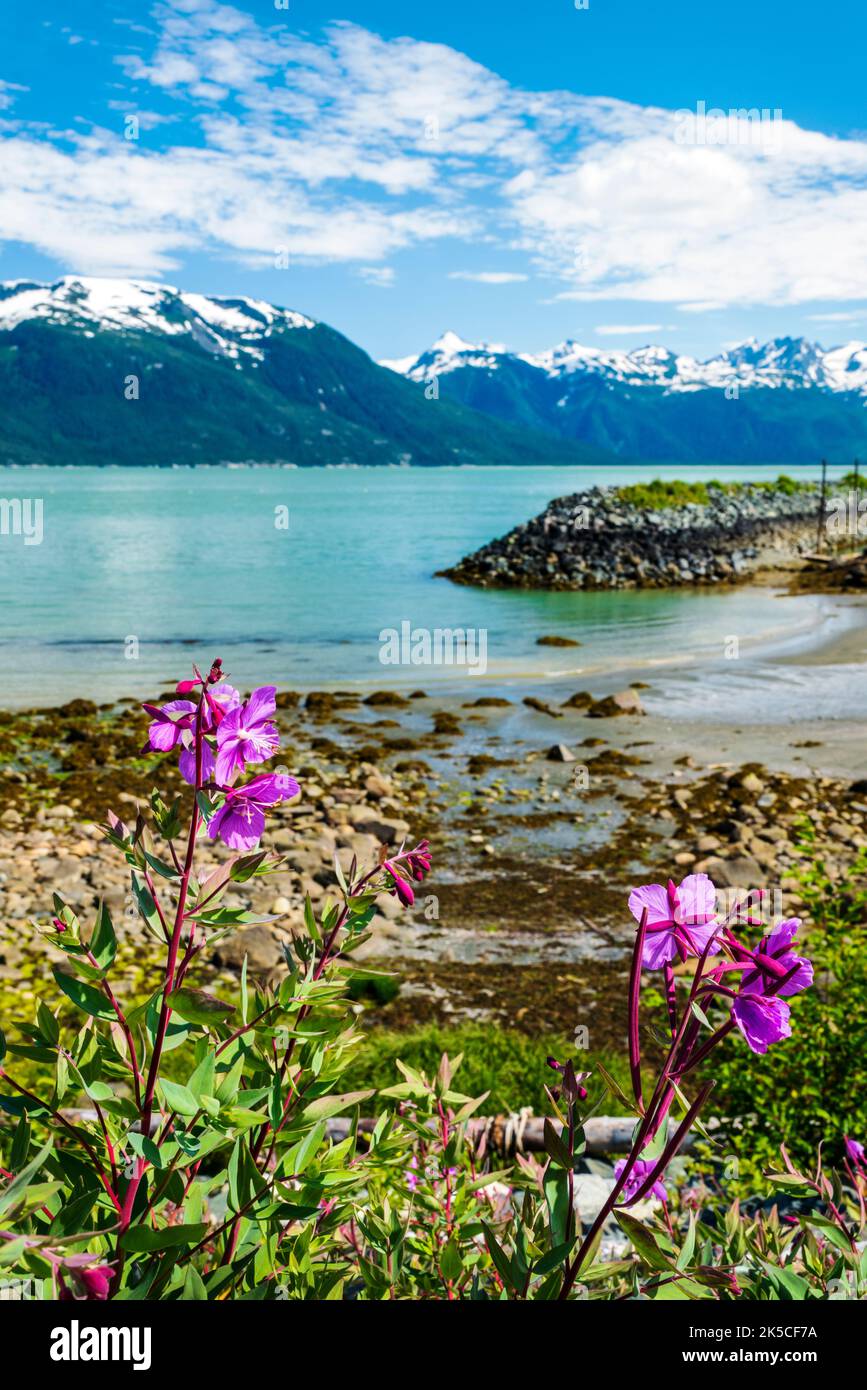 Dwarf Fireweed; Common Fireweed; E. angustifolium; Chilkoot Inlet; Upper Lynn Canal; Coast Mountains beyond; Oceanside RV Park; Haines; Alaska; USA Stock Photo