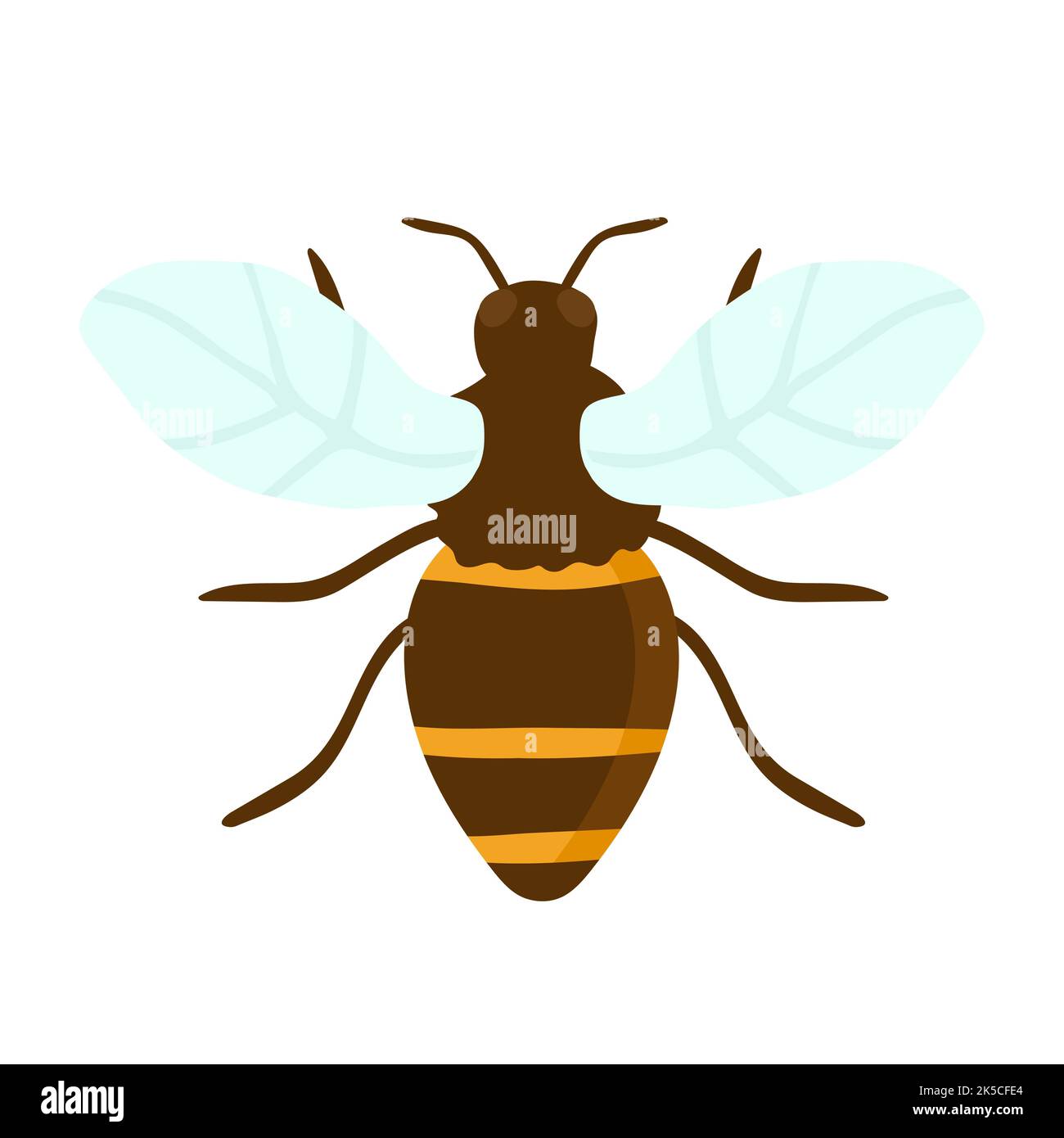 Vector engraving illustration of honey bee on white background hand ...