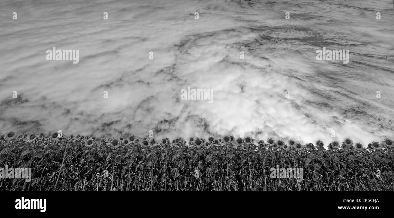 Sunflower field, b/w Stock Photo Alamy