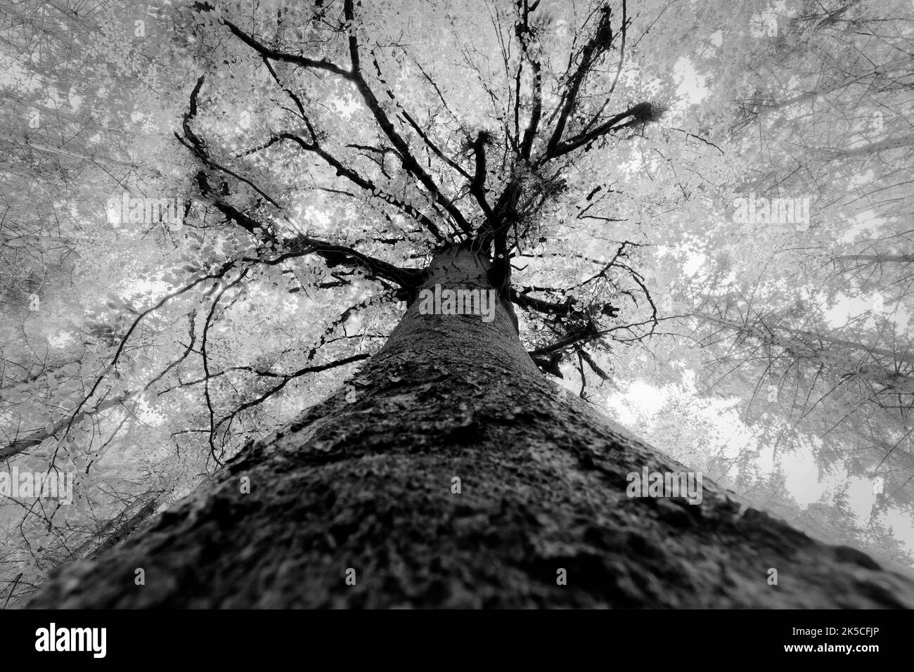 Tree, beech, tree trunk, from below, b/w Stock Photo