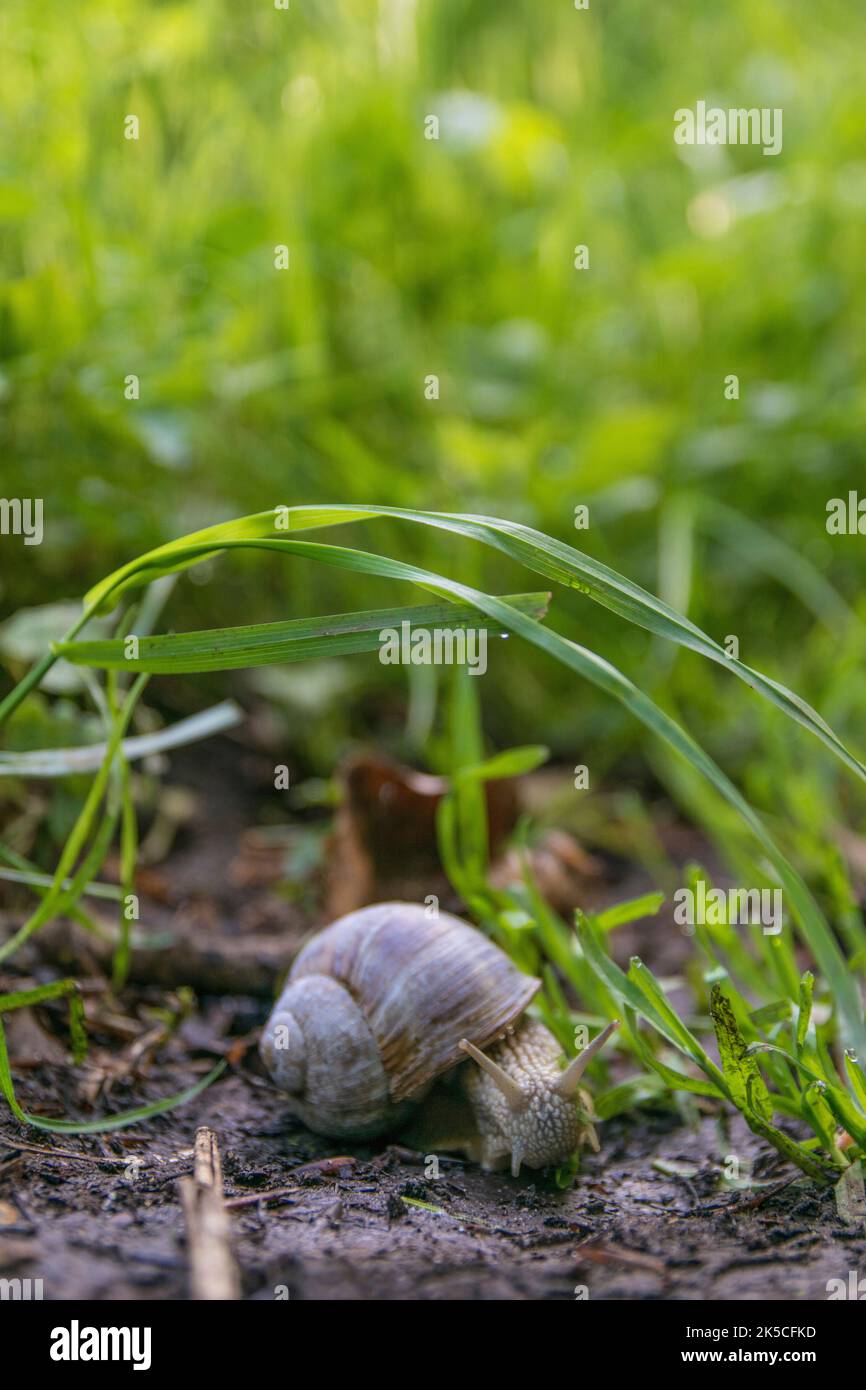 snail, Gastropoda 'abdominal animal, mollusk, Mollusca, Roman snail