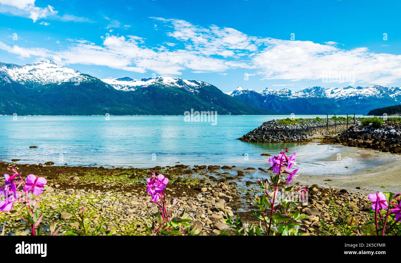 Dwarf Fireweed; Common Fireweed; E. angustifolium; Chilkoot Inlet; Upper Lynn Canal; Coast Mountains beyond; Oceanside RV Park; Haines; Alaska; USA Stock Photo