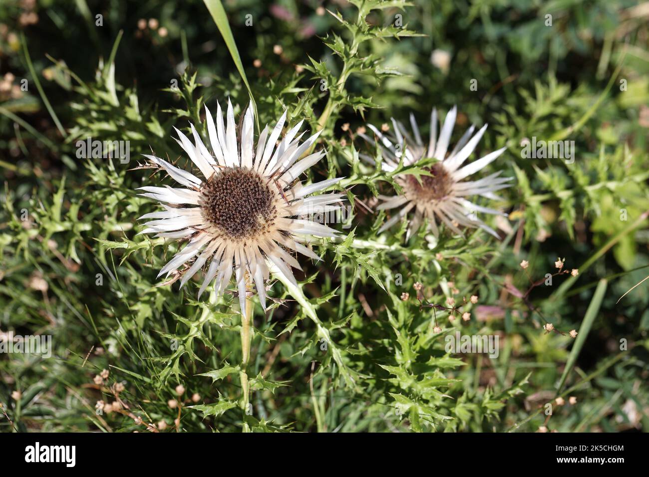 two beautiful flowers of a blooming silver thistle Stock Photo