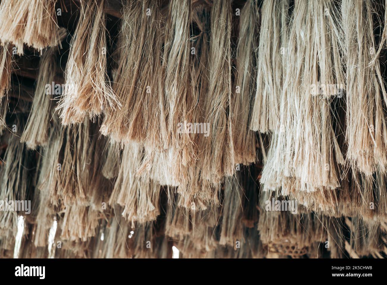 Hanging strong Abaca plant fibers, a natural leaf fiber, also called Manila hemp or Musa textilis from Banana tree leafstalk native to Philippines Stock Photo