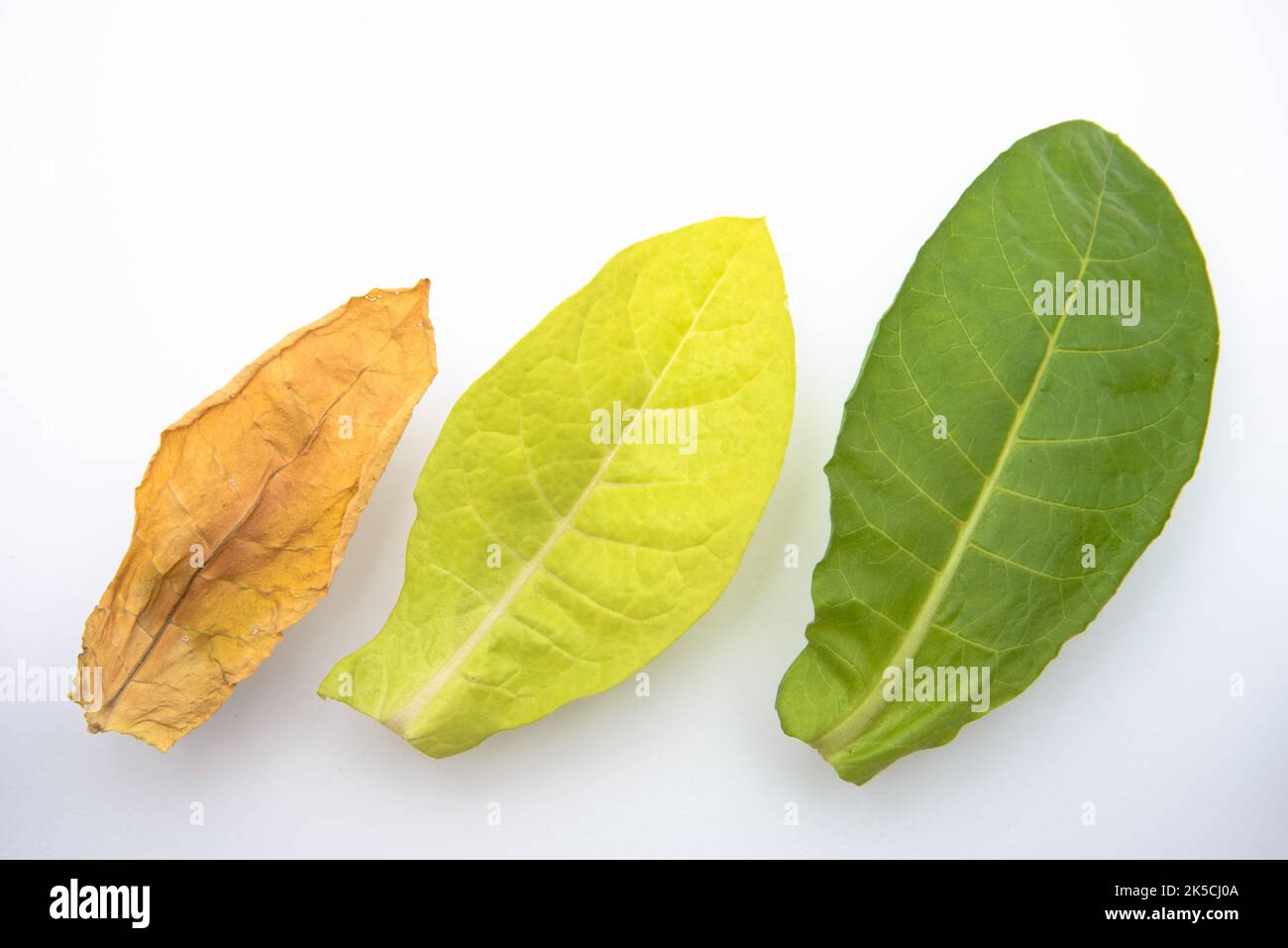 tobacco animated picture Cigarette Cartoon Images  Browse 294,301 Stock Photos, Vectors, and Video