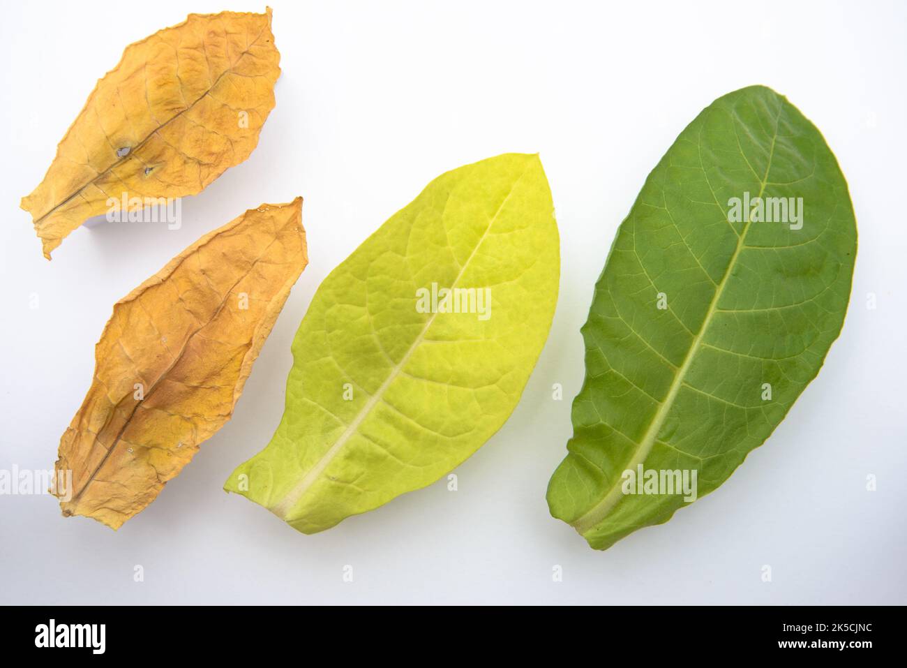 Dried tobacco leaves hi-res stock photography and images - Alamy