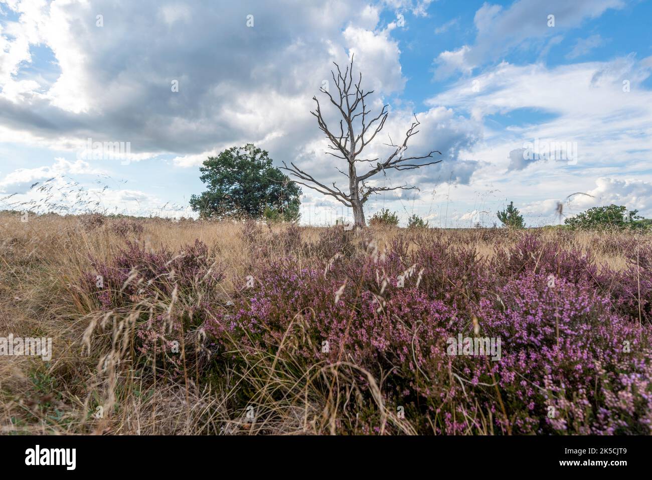 Heather, heather blossom, dead tree, Lüneburger Heide, Niederhaverbeck, Bispingen, Niedersachsen, Germany Stock Photo