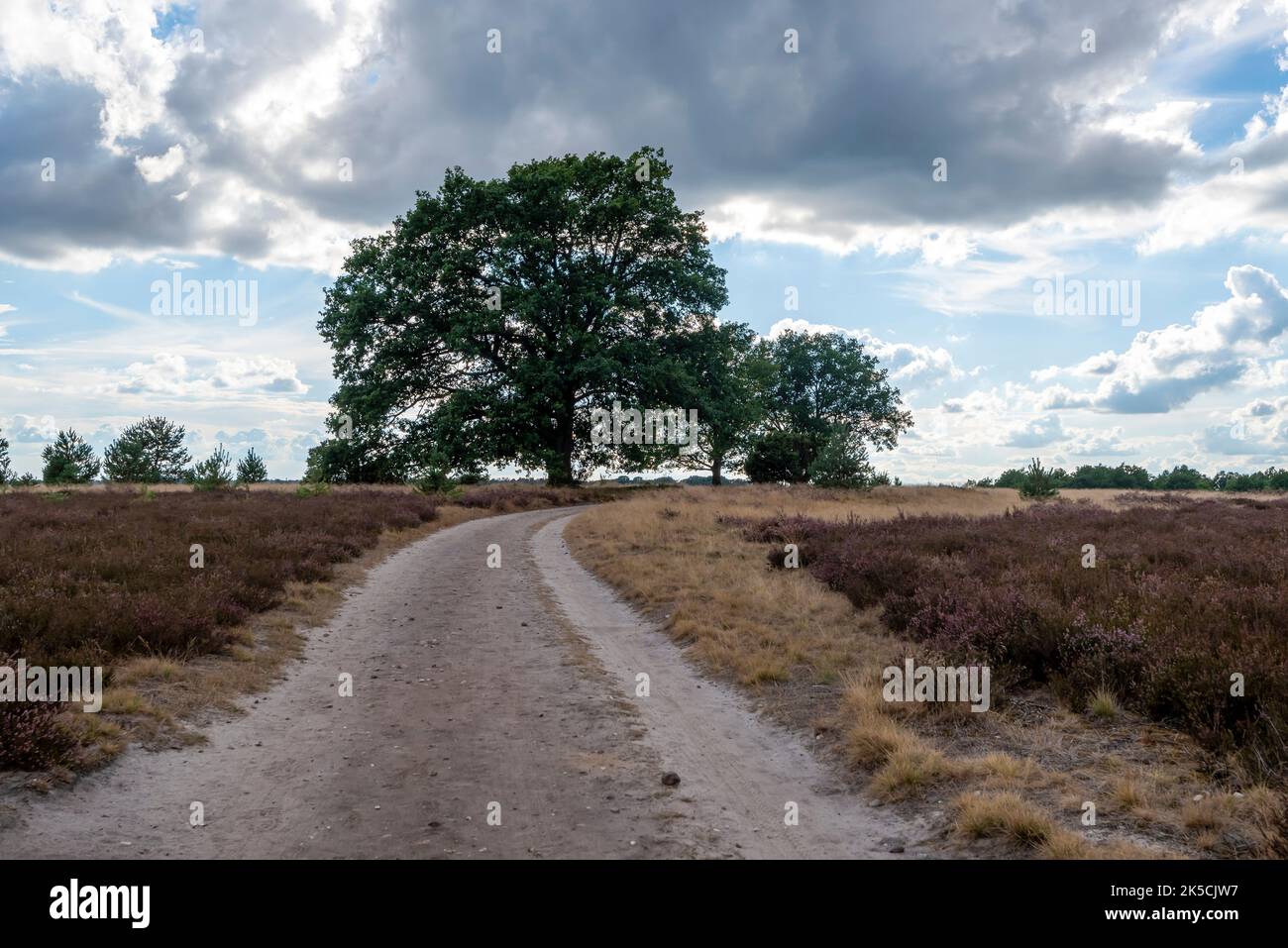 Hiking trail, oaks, heather, Lüneburg Heath, Niederhaverbeck, Bispingen, Lower Saxony, Germany Stock Photo