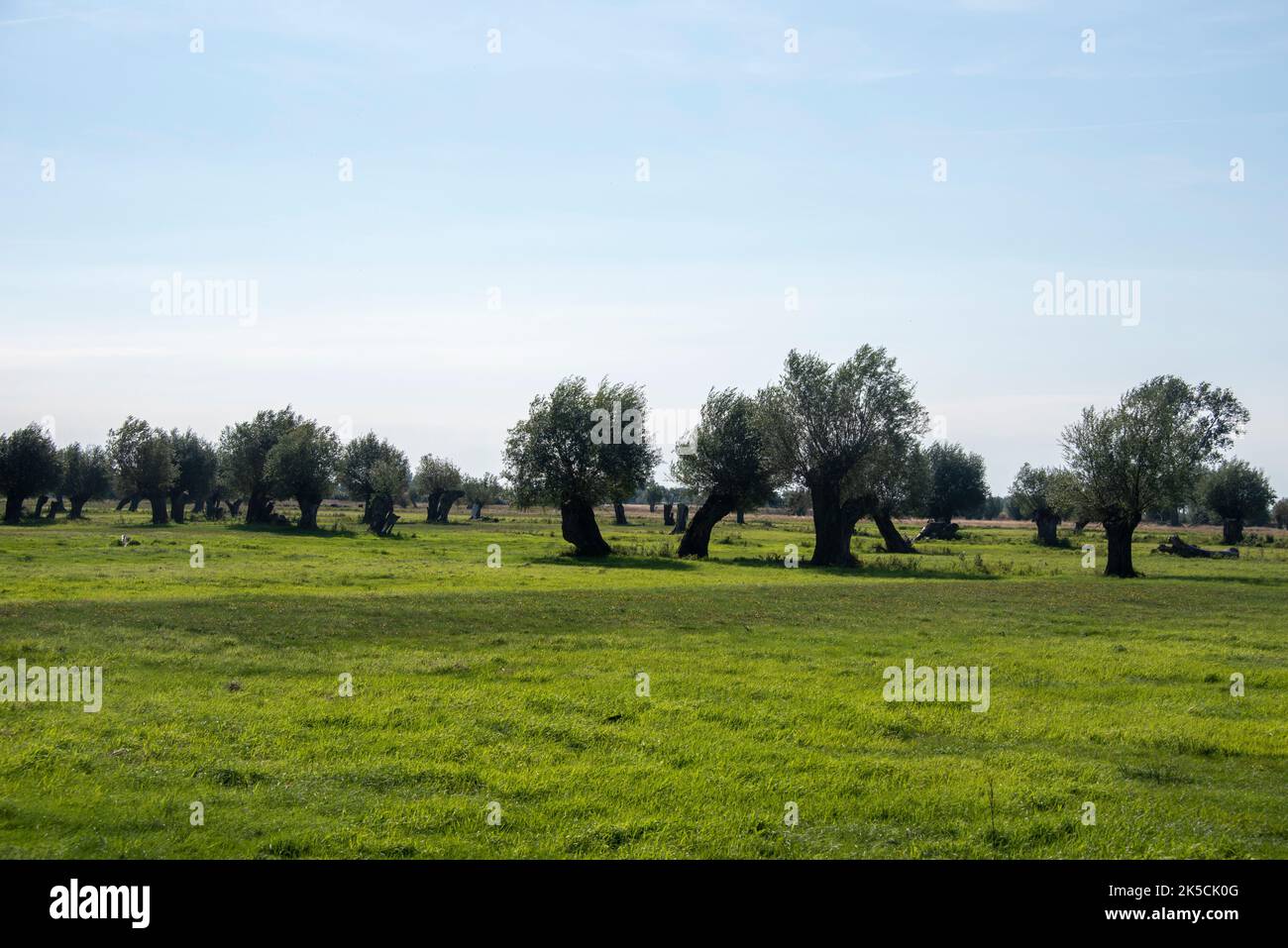 Silver willows, Havel lowland, Kuhlhausen, Saxony-Anhalt, Germany Stock Photo