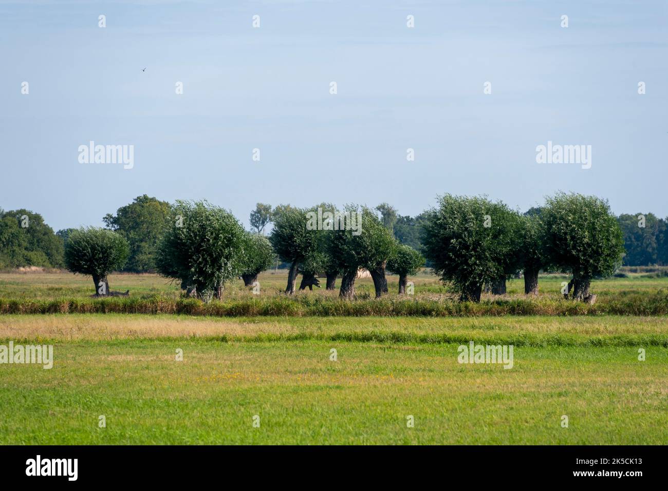 Silver willows, Havel lowland, Kuhlhausen, Saxony-Anhalt, Germany Stock Photo